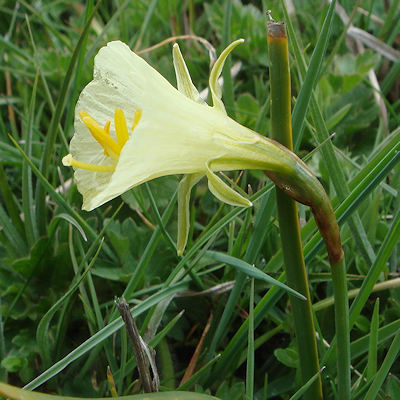Narcissus bulbocodium graellsii
