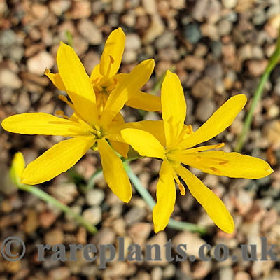 Narcissus cavanillesii