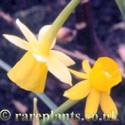 Narcissus cazorlanus