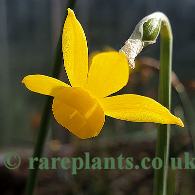 Narcissus cuatrecassasii cuatrecassasii