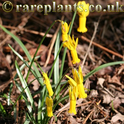 Narcissus cyclamineus – RarePlants