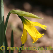 Narcissus longispathus