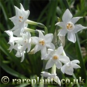 Narcissus pachybolbos