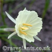 Narcissus romieuxii