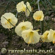 Narcissus romieuxii x cantabricus