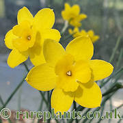 Narcissus rupicola