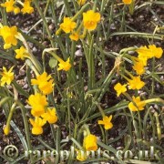 Narcissus scaberulus
