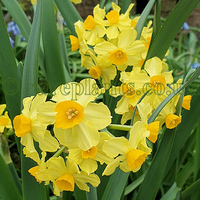 Narcissus tazetta bertolonii