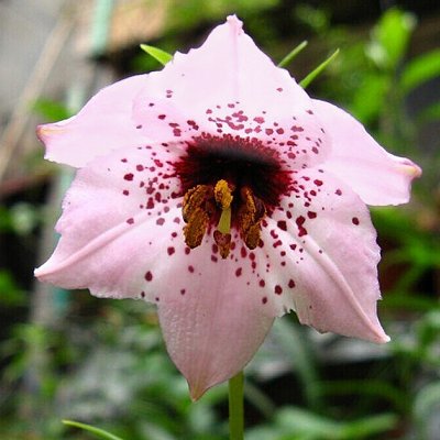 Nomocharis forrestii