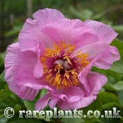 Paeonia officinalis huthii