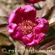 Paeonia ruprechtiana