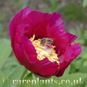 Paeonia triternata