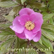 Paeonia veitchii leiocarpa