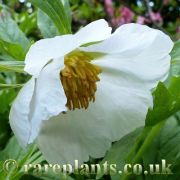 Paeonia veitchii woodwardii alba