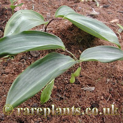 Polygonatum nodosum