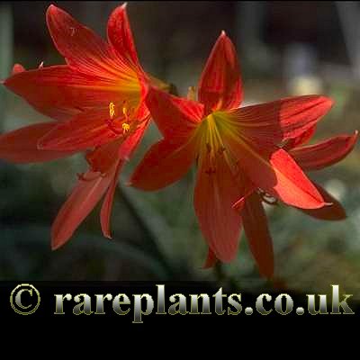 Rhodophiala splendens