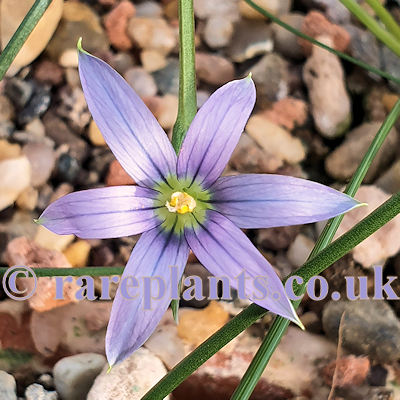 Romulea ligustica