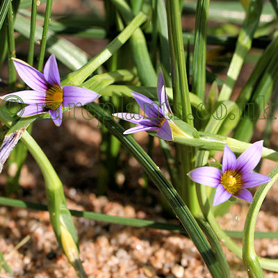 Romulea ramiflora OP211157