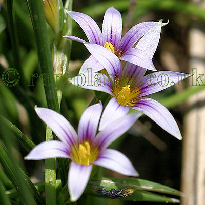 Romulea ramiflora Mallorca