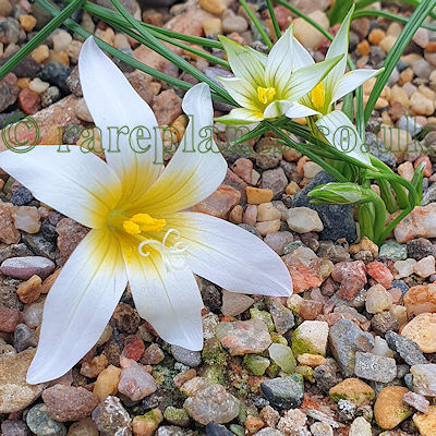 Romulea rollii with R. bulbocodium