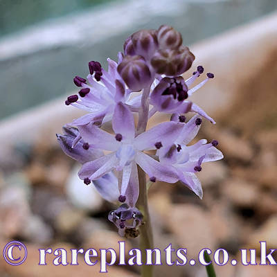 Scilla autumnalis
