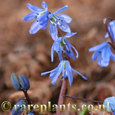 Scilla caucasica