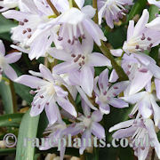 Scilla morrisii