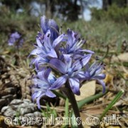 Scilla ramburei