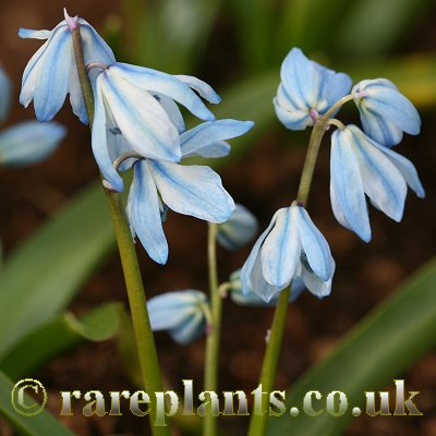 Scilla siberica Sky Blue