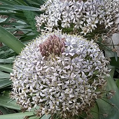 Scilla sicula - Image 4