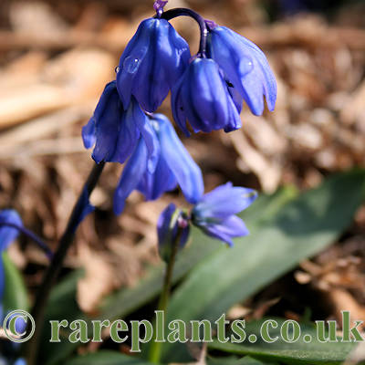 Scilla sumelensis