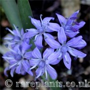 Scilla taurica RS.156/83