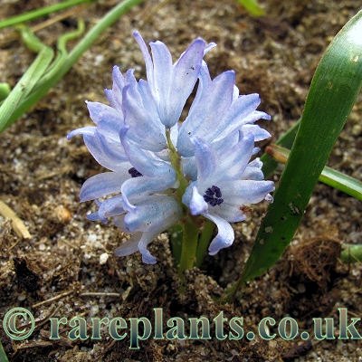 Strangweia spicata