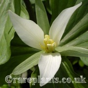 Trillium albidum