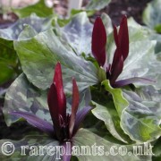 Trillium angustipetalum