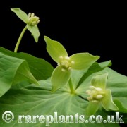 Trillium apetalon album