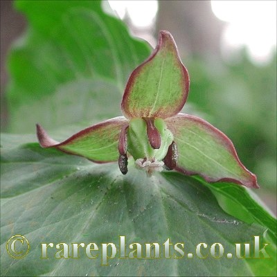 Trillium apetalon