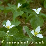 Trillium camschatcense Jilin