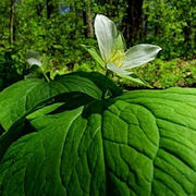 Trillium camschatcense Korea