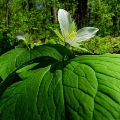 Trillium camschatcense Korea