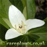 Trillium camschatcense