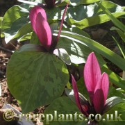 Trillium chloropetalum giganteum