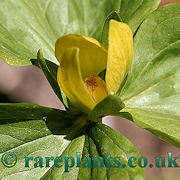 Trillium chloropetalum Yellow