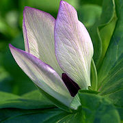Trillium chloropetalum San Mateo