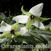 Trillium erectum blandum