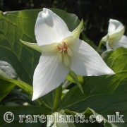 Trillium flexipes erect form