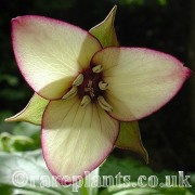 Trillium flexipes x erectum Picotee