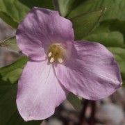 Trillium grandiflorum Roseum