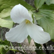 Trillium grandiflorum