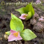 Trillium hibbersonii